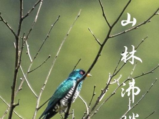 细节决定成功，做好这些才能让褐黄沼泽雀健康成长（细节决定成功，做好这些才能让褐黄沼泽雀健康成长）