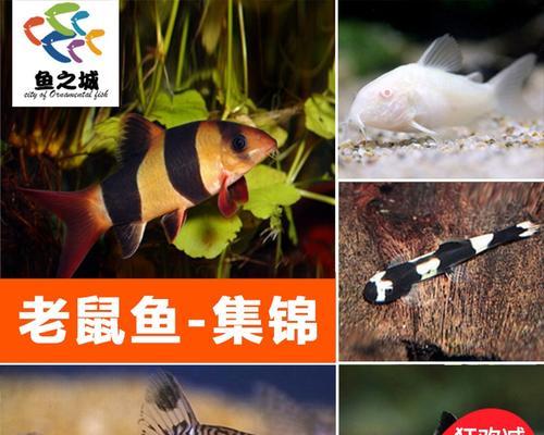 三间鼠鱼的养殖方法（科学养殖提高养殖效益）