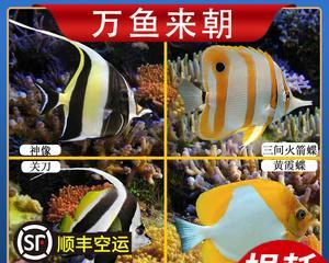 羽毛关刀饲养全攻略（详解如何养护羽毛关刀，让它快乐地生活）