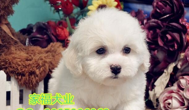 如何正确饲养卷毛比熊犬（养护从小事做起，让它成为你的最佳伙伴）