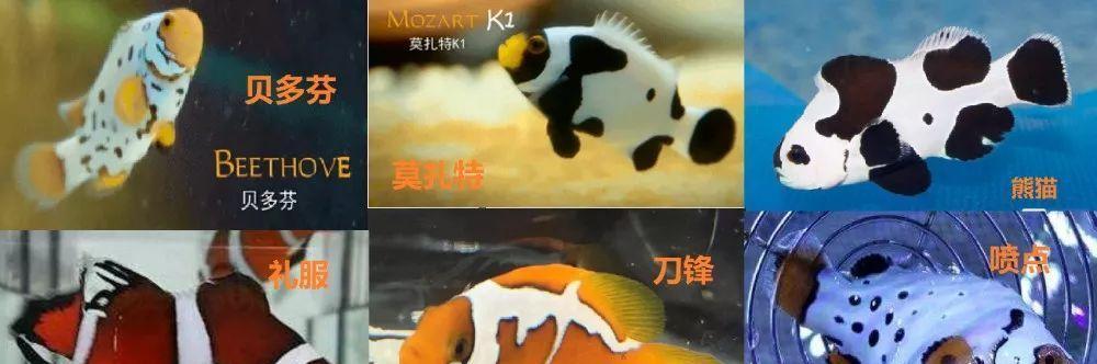 金边透红小丑鱼的饲养方法（打造缤纷水族馆，关注小丑鱼健康成长）