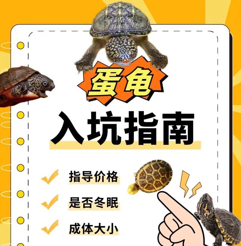 果核泥龟饲养指南（从营养需求到生活习性，全面了解这些小家伙）