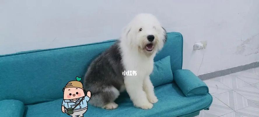 古代英国牧羊犬的饲养方法（如何让你的牧羊犬保持健康活力）