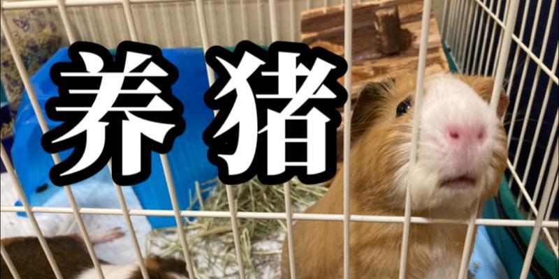 荷兰鼠的饲养指南（一份详细的荷兰鼠饲养指南，让您的小伙伴健康快乐成长）