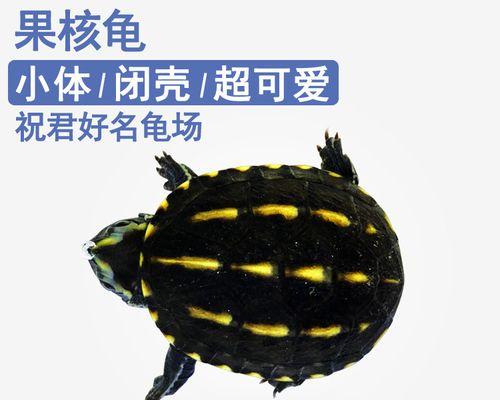 果核泥龟的饲养方法（如何让你的果核泥龟健康成长）