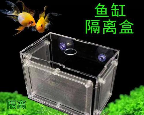 印尼虎鱼的饲养方法（如何养活你的印尼虎鱼）