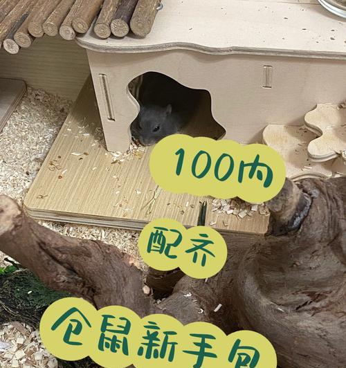 金丝熊的饲养方法（科学饲养让金丝熊更健康）