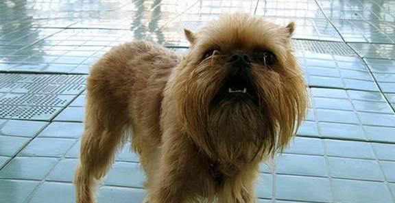 可蒙犬的饲养全攻略（萌宠可蒙犬的喂养、训练、健康、护理等全方位指南）