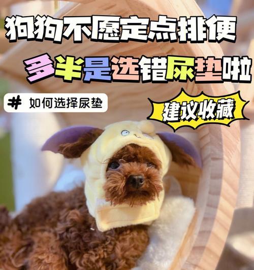狗狗排便频繁可能是健康问题（了解狗狗排便频繁的可能原因及解决办法）