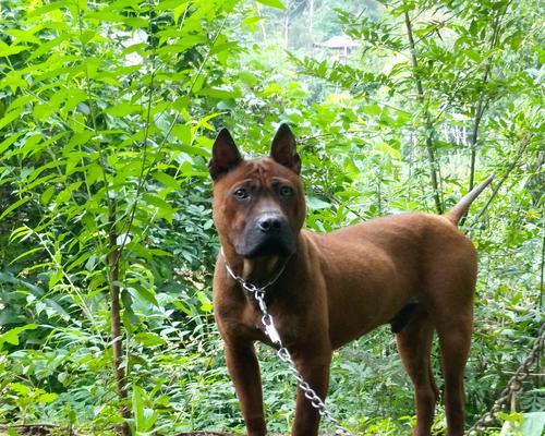 川东猎犬（探索其优点与受欢迎原因，解读养狗者心声）