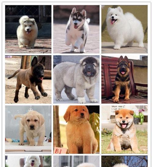 泰迪犬口吐白沫的原因及解决方法（揭开泰迪犬口吐白沫的背后原因，了解如何解决这一问题）