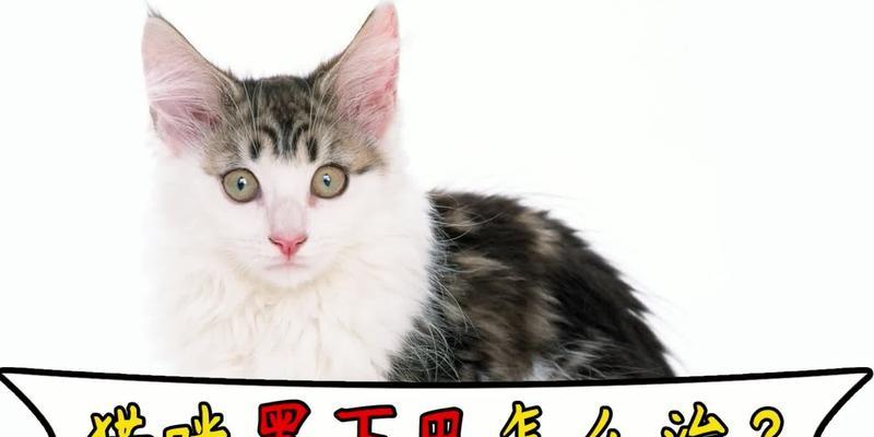 猫咪下巴为什么会变黑？（探究黑色下巴的原因及常用药物推荐）