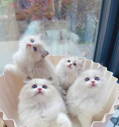 奢华品种，布偶猫的天价身价（让人直呼买不起的豪华宠物市场）