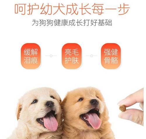 金毛喂养指南（金毛狗粮搭配要点及喂养建议）