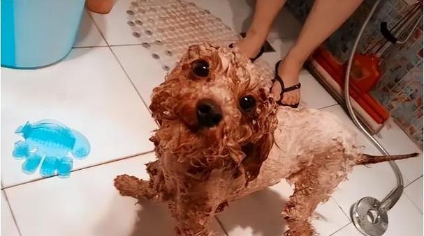 泰迪犬毛发不好，如何解决？（让你的泰迪犬拥有健康亮丽的毛发）
