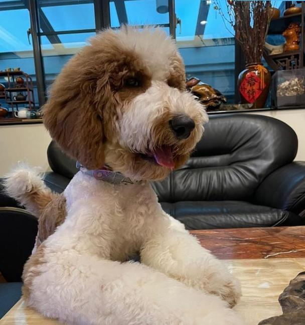 巨型贵宾犬（了解这一高贵犬种的魅力与特点）