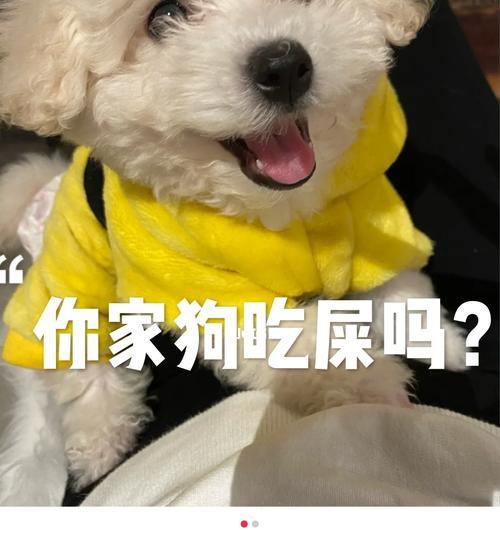 狗粮长期泡着吃对狗狗有哪些坏处？（狗粮泡水后可能导致的健康问题及解决方法）