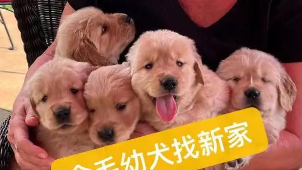 金毛小狗的价格及相关信息（了解金毛狗狗的价格范围以及如何选择合适的金毛宠物）