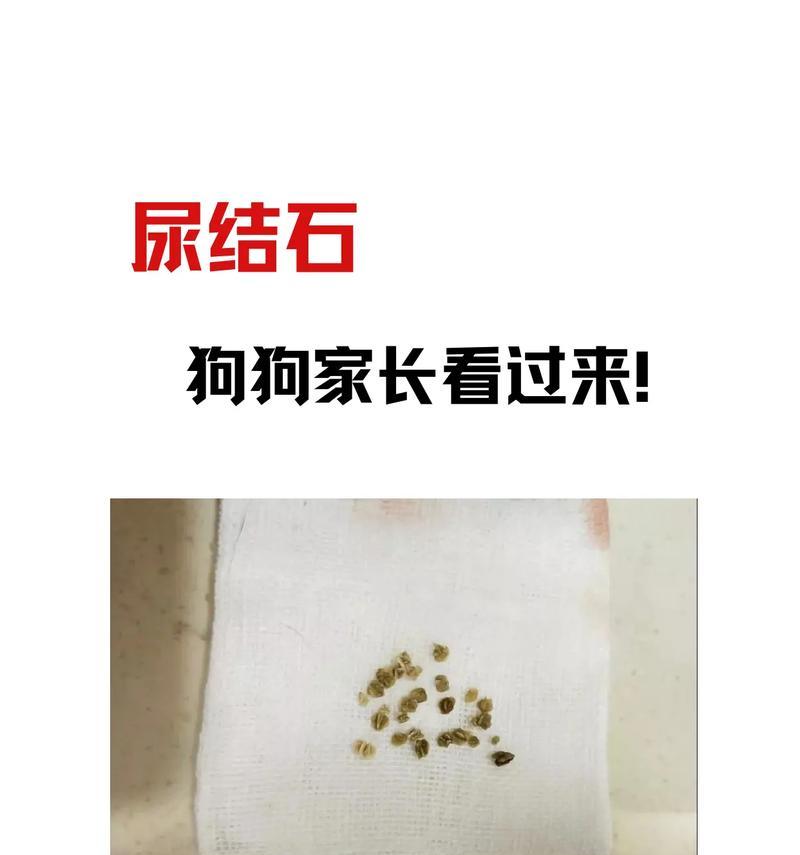 狗狗尿液变黄的原因及解决方法（了解黄色尿液，提前预防宠物健康问题）