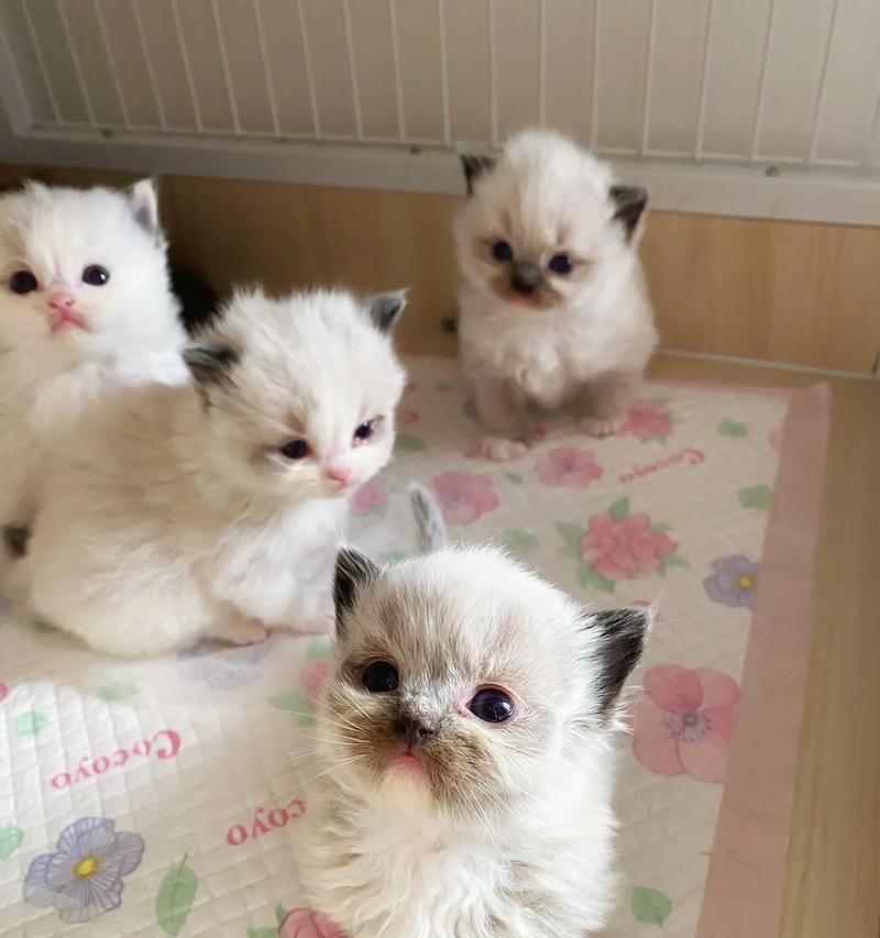 布偶猫（挑剔的宠物市场与布偶猫的市场失灵）