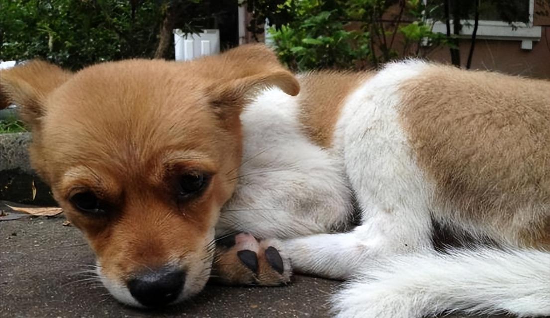 泰迪犬饲养指南（了解泰迪犬饲养要点，让你成为优秀的泰迪主人）