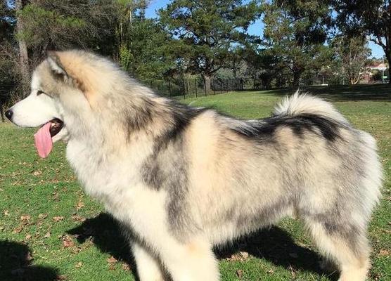 如何快速有效地为阿拉斯加犬补钙（补钙技巧与食物推荐）