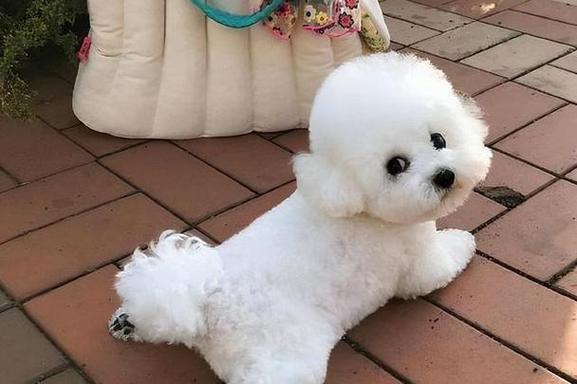 比熊犬弃养率居高不下的主要原因及对策（深入剖析比熊犬弃养现象的6个主要缺点及改善措施）