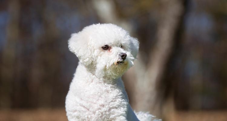 再喜欢也不建议养巨型贵宾犬的原因（考虑好了吗？养巨型贵宾犬需谨慎）