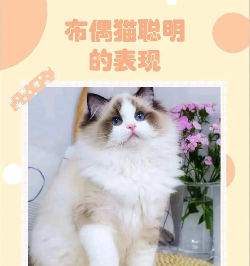 为什么不建议养布偶猫？（探讨布偶猫的养育难度和不适合的原因）