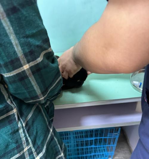猫咪不能喝牛奶的危害（为什么猫咪不能喝牛奶？牛奶对猫咪的影响及替代品推荐）