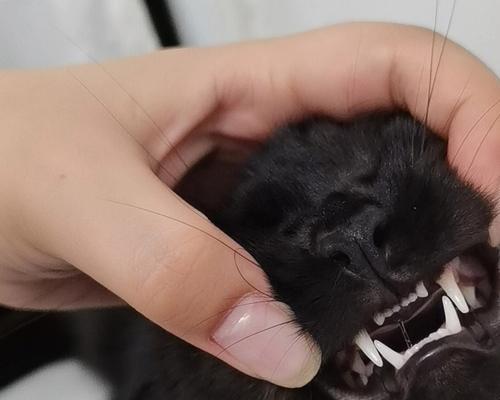 如何从猫咪的牙齿看出它的年龄？（掌握猫咪牙齿概览图，轻松读懂猫咪的年龄）