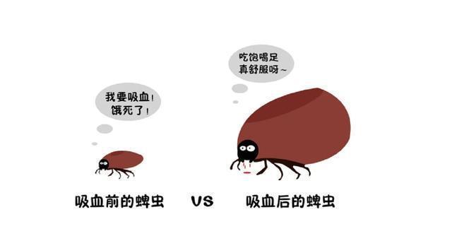 牛羊体表蜱虫的消灭方法（保护牛羊健康的有效措施）
