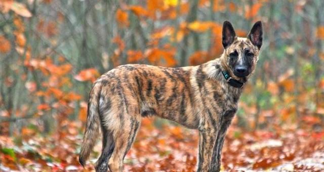 德国牧羊犬咳嗽的病因及治疗方法（了解咳嗽原因找到合适的治疗方式）