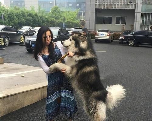 了解纯种阿拉斯加犬的重要性（养狗人士必读，如何挑选纯种阿拉斯加犬）