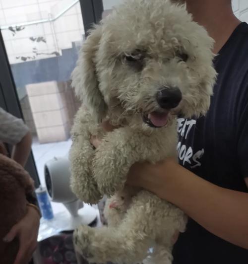 如何帮助你的比熊解决突然不拉屎的问题（针对比熊突然不拉屎，宠主们可参考以下措施来解决此问题）