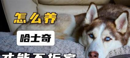 探究哈士奇喜欢拆家的原因（了解哈士奇拆家行为的背后动机）