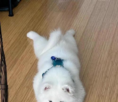 养一只萨摩耶需要多少钱？（如何确保萨摩耶健康幸福）