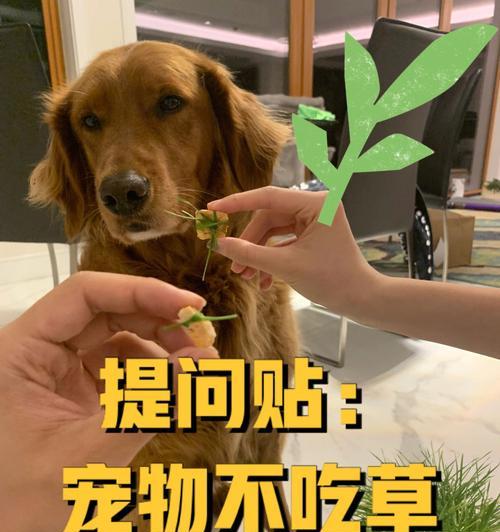如何判断狗狗的饮食量？养成良好的进食习惯的方法（科学衡量狗狗饮食量，培养健康饮食习惯）