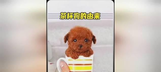 茶杯犬的价格和养殖是否值得？（解析茶杯犬的价格，了解是否适合作为宠物）