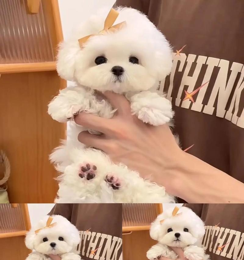 比熊的营养秘籍