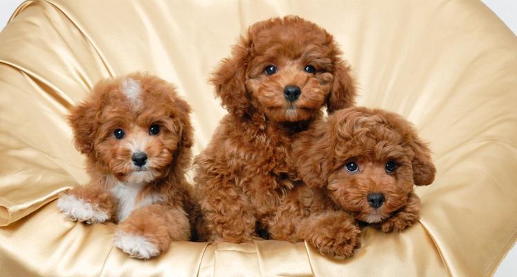 贵宾犬的价格及定价标准（了解贵宾犬的市场价格和定价依据，选择适合的宠物伴侣）