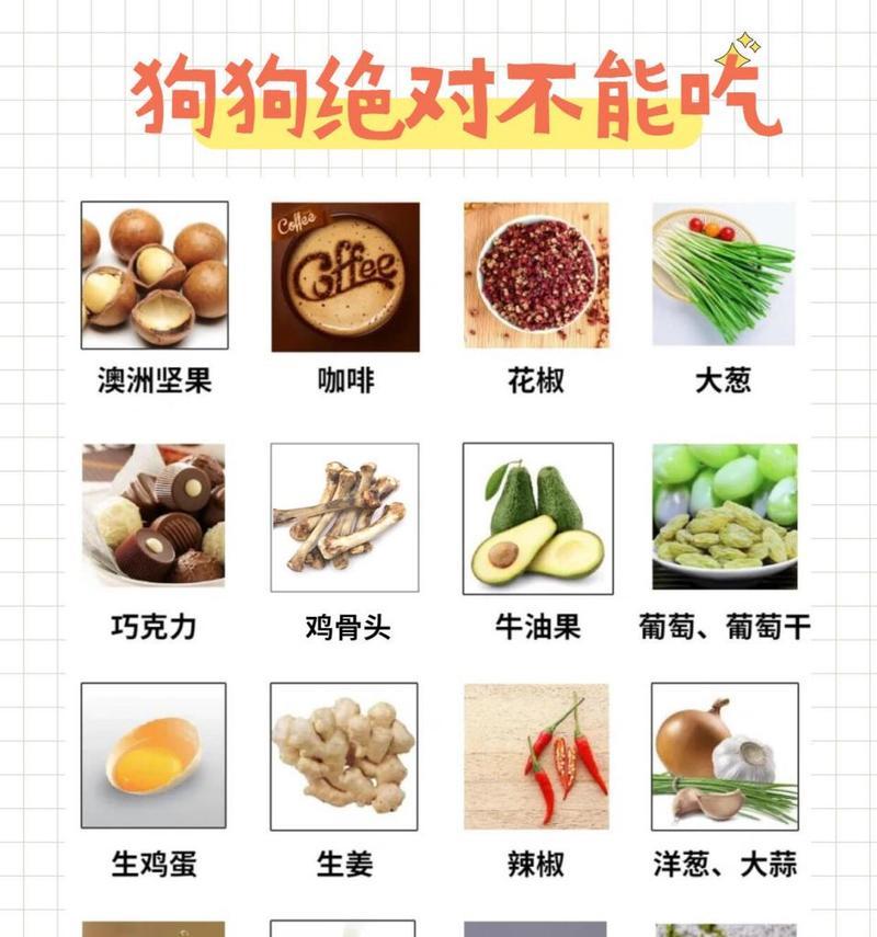如何正确喂养幼犬（保姆级狗狗喂养知识）
