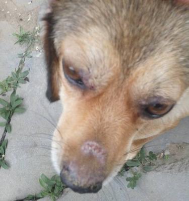 以巴吉度猎犬掉毛情况解析（季节变化对以巴吉度猎犬掉毛的影响及应对方法）