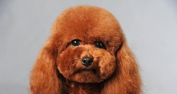泰迪狗长白毛的原因及分类解析（探究泰迪犬毛色与遗传关系，了解你家泰迪属于哪一种）