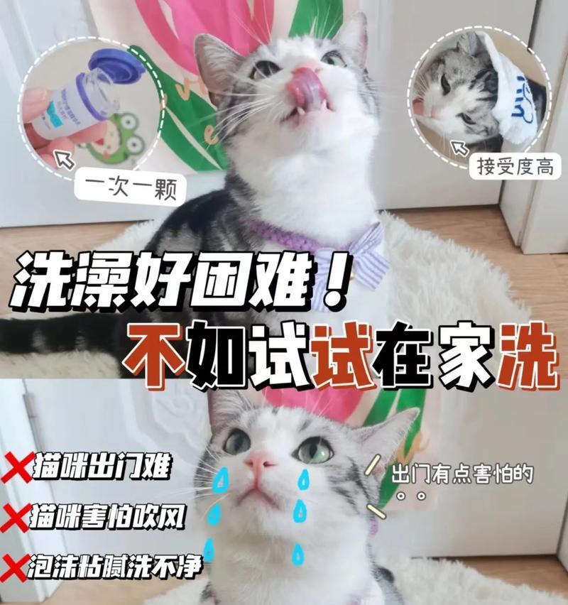 5分钟教会你给猫咪洗澡（简易步骤及技巧，让猫咪爱上洗澡）