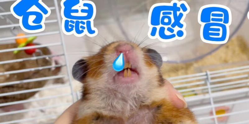 仓鼠感冒的治疗方法（选择合适的药物来治疗仓鼠感冒）