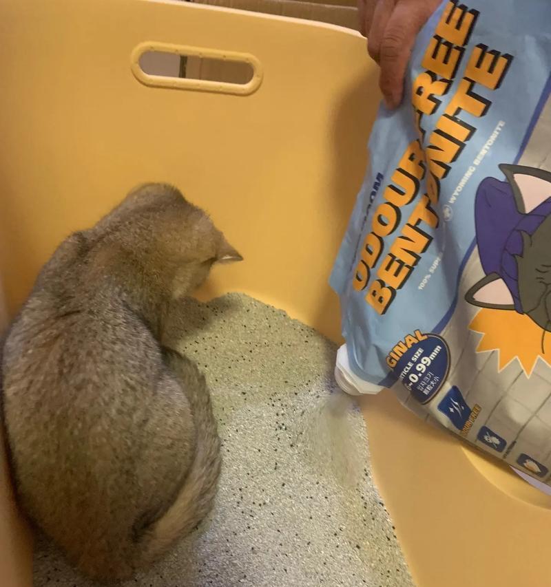 揭秘沸石猫砂的神奇妙用（探索沸石猫砂的环保特性和更多用途）