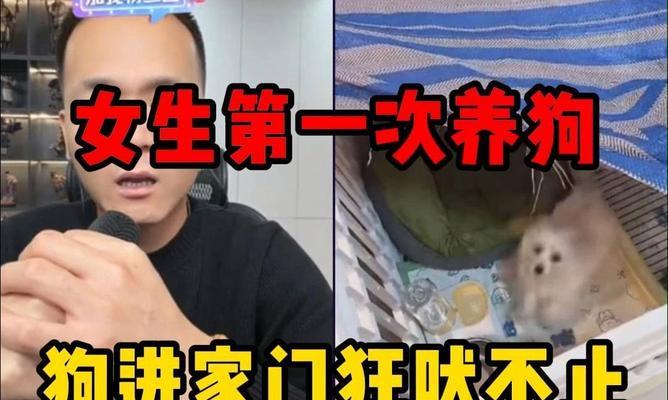 养狗初学者需要注意的重要事项（没养过狗的人必须知道的养狗要点）