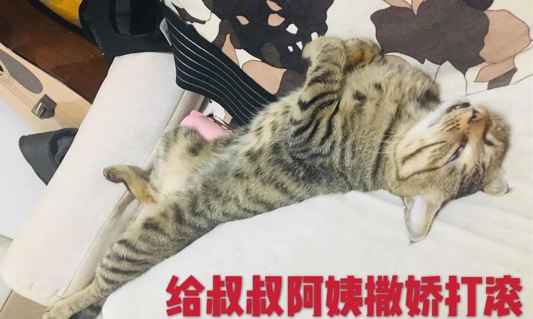 家猫夏天应该吃哪些食物？（科学饲养让猫咪清凉过夏）
