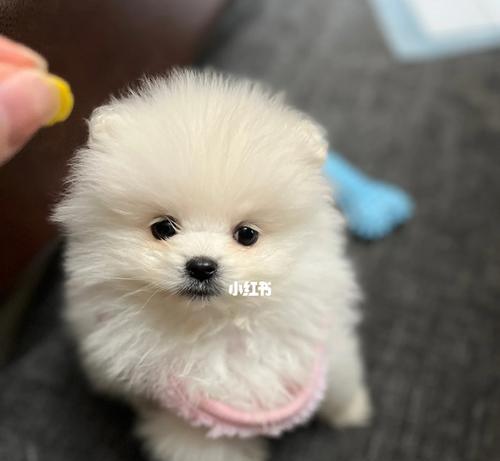 宝贝博美3个月吃什么？（宝贝博美3个月饮食指南，让你成为合格的狗爸狗妈！）